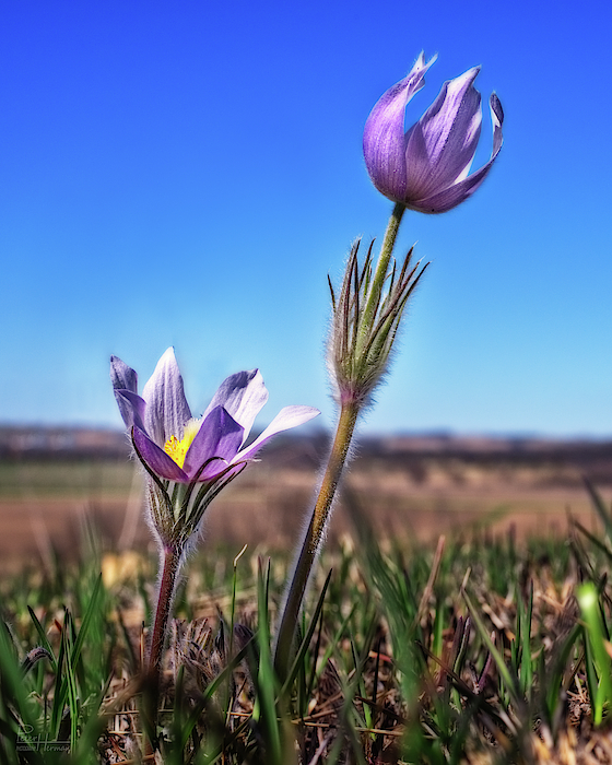 Reaching for the Sky - Spring Prairie Crocus / Pasque Flower in south Wisconsin prairie by Peter Herman Reaching for the Sky - Spring Prairie Crocus / Pasque Flower in south Wisconsin prairie by Peter Herman